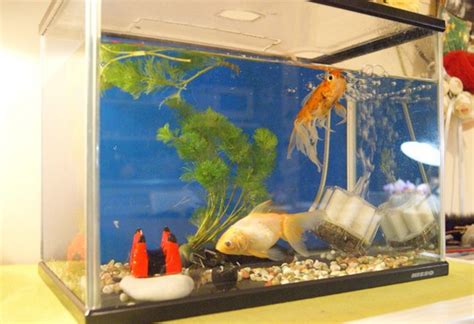 金魚 風水|金魚パワーがすごい！金魚で運気をあげる風水4つのポイント